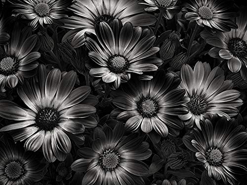 Dennis Frates Perfect Flowers 60 x 80cm Canvas Print Leinwanddruck, Mehrfarbig, 60 x 80 cm von Dennis Frates