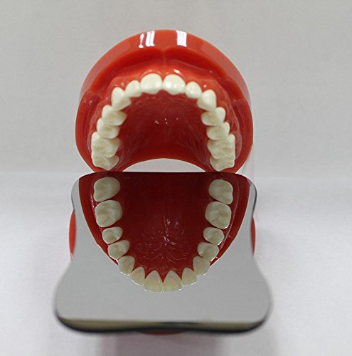 Denshine Dental Intraorale Orthodontic Foto Spiegel 1 seitig von Denshine