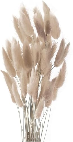 50PCS Pampasgras Trockenblumen, 45 cm Natürliche Lagurus Getrocknet Blumen Getrocknetes Schilfgras Getrocknetes Pampasgras für Hochzeit Hause Party Wedding Büro Fotografie Vase Deko (Grauer Kaffee) von Denxahao