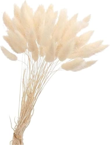 50PCS Pampasgras Trockenblumen, 45 cm Natürliche Lagurus Getrocknet Blumen Getrocknetes Schilfgras Getrocknetes Pampasgras für Hochzeit Hause Party Wedding Büro Fotografie Vase Deko (Weiß) von Denxahao