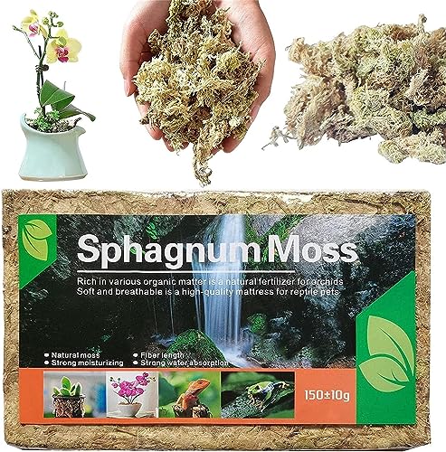 Denxahao Sphagnum Moos Wassermoos Trockenmoos Wasser Gras Substrat Orchideensubstrat Spagnummoss für Bonsai Pflanzen Orchideen Terrarium Blumenerde Zimmerpflanzen Torfmoos für Garten (1 Stück) von Denxahao