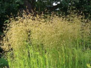 Rasen Schmiele 'Goldschleier', Deschampsia cespitosa 'Goldschleier', Containerware von Deschampsia cespitosa 'Goldschleier'