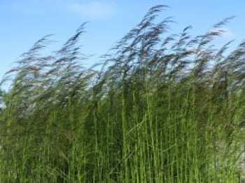 Rasen-Schmiele 'Goldtau', Deschampsia cespitosa 'Goldtau', Containerware von Deschampsia cespitosa 'Goldtau'