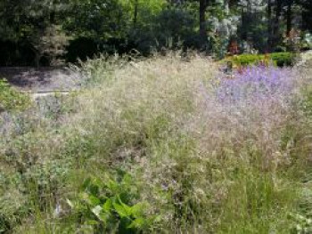 Rasen Schmiele, Deschampsia cespitosa, Topfware von Deschampsia cespitosa