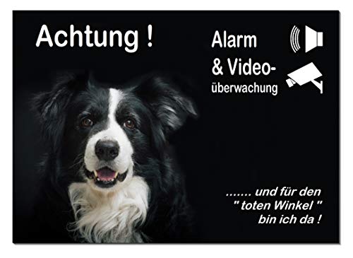 Border Collie-Alarm-Video-Überwachung-Hund-3 Größen-2-3 mm Materialstärke-Schild-Hundeschild-Aluminium-Hunde-Tierschild-Warnschild-Hinweisschild (1450-104 -20 x 15 cm mit Löcher) von Desi-Schilder