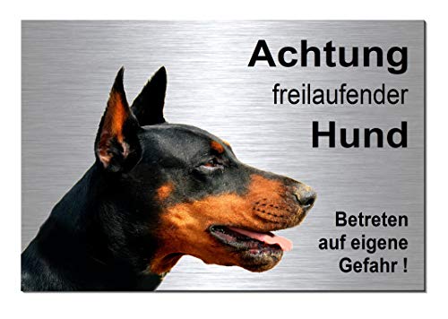 Dobermann-Freilaufender-Hund-Schild-Hundeschild-30 x 20 cm-Aluminium Edelstahloptik-Hunde-Tierschild-Warnschild-Hinweisschild (133-12 -30 x 20 cm mit Löcher) von Desi-Schilder