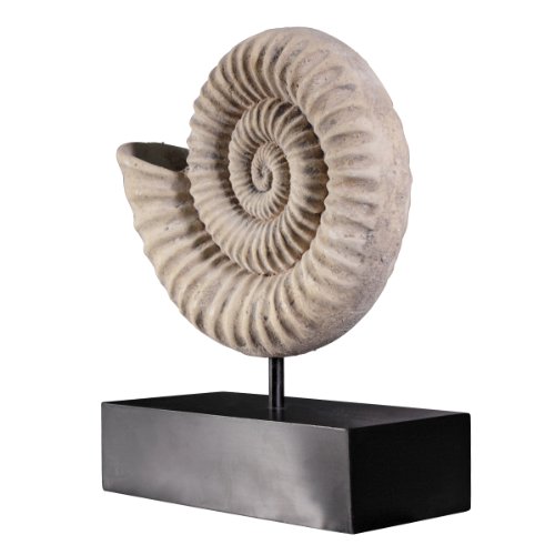 Design Toscano Ammonit-Skulptur auf Museumspin Design Toscano Ammonit-Skulptur auf Museumspin von Design Toscano