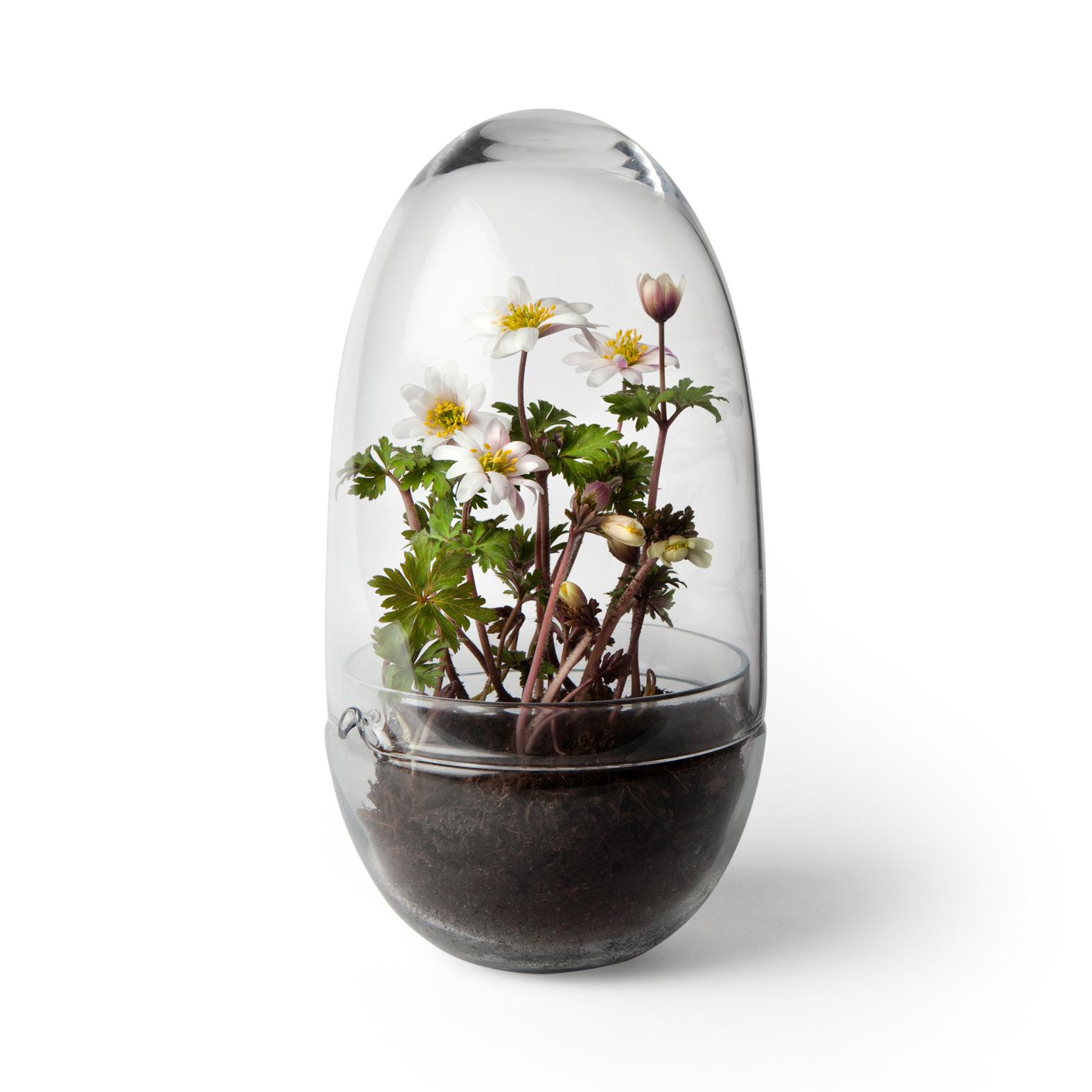 Design House Stockholm - Grow Gewächshaus M - transparent/H x Ø 24x12cm von Design House Stockholm