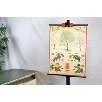 Rollkarte Obstbaum Pflaumen Schultafel Image Wandtafel Vintage Design Gemälde Lehrmittel 70Er Baum Obst Fruit Tree Plum Wandbild Rustikal von DesignVintageShopDE