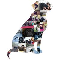 Labrador Foto Collage Erinnerungsgeschenk Labrador Foto Collage Erinnerungsgeschenk von DesignbyFrancesca