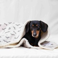 Dackel Personalisierte Decke Mit Creme Imitat Schaffell Fleece, & Grau von DesignedforDogs