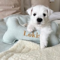 Personalisierte Knochen Hundespielzeug in Tweed, Tartan Und Karo von DesignedforDogs