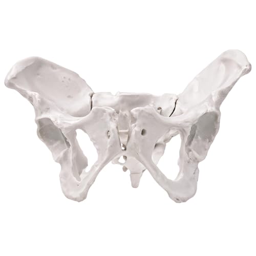 Weibliches Hüftknochenmodell – Lebensgroßes anatomisches Becken mit beweglichen Gelenken, realistisches PVC-Design für Unterricht und Studium von Deskium