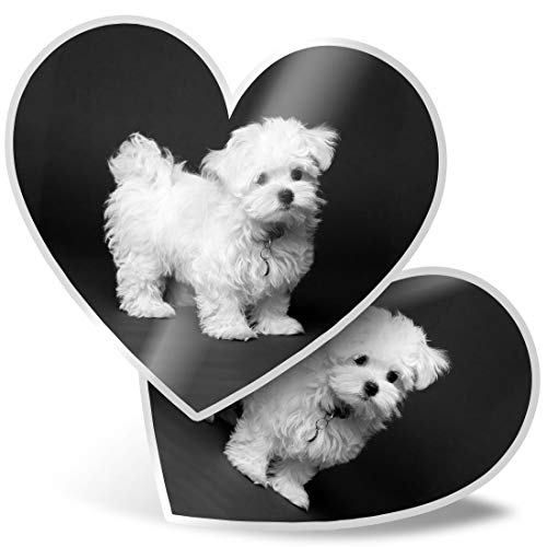 2 x Herz Vinyl Aufkleber 7,5 cm – Malteser Welpe weiß Hund Haustier 43175 von Destination Vinyl Ltd
