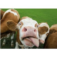 1 X Lustiges Kuh Poster - Kalb Tier Bauer Bauernhof Rinder Landschaft Grafik Wandfoto Druck A4 | A3 A2 A1 #16988 von DestinationVinylLtd