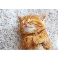 1 X Süße Ginger Cat Poster - Kätzchen Tiere Haustiere Landschaft Grafik Wand Foto-Druck A4 | Din A3 A2 A1 #24497 von DestinationVinylLtd