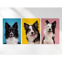 3 X Border Collie Poster - Hund Tier Haustiere Trio Of Prints Portrait Kunstwerk Kunst Funktion Foto Dekoration Wand | Din A4 A3 Geschenk von DestinationVinylLtd