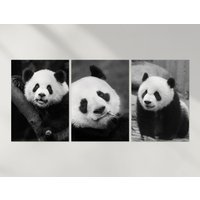3 X Panda Posters - Tiere Zoo Pandas Trio Drucke Portrait Poster Kunstwerk Kunst Feature Foto Dekoration Wanddeko | A4 A3 Geschenk von DestinationVinylLtd