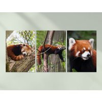 3 X Roter Kleiner Panda Poster - Tiere Zoo Trio Von Drucken Portrait Kunstwerk Kunst Feature Foto Dekoration Wanddeko | A4 A3 Geschenk von DestinationVinylLtd