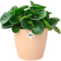 Deuba® Blumentopf Brussels Nude 18x17cm 3,3L von Casaria