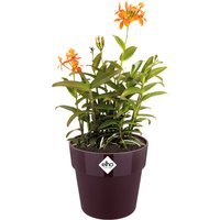 Deuba® Blumentopf Maulbeere 18x17cm 2,9L von Deuba GmbH & Co.KG