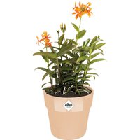 Deuba® Blumentopf Nude 18x17cm 2,9L von Casaria