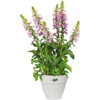 Deuba® Blumentopf Weiß 20x17cm 3,2L von Deuba GmbH & Co.KG