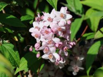 Rosendeutzie 'Mont Rose', 60-100 cm, Deutzia hybrida 'Mont Rose', Containerware von Deutzia hybrida 'Mont Rose'