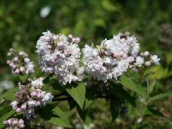 Deutzie 'Pink Pom-Pom', 40-60 cm, Deutzia hybrida 'Pink Pom-Pom', Containerware von Deutzia hybrida 'Pink Pom-Pom'
