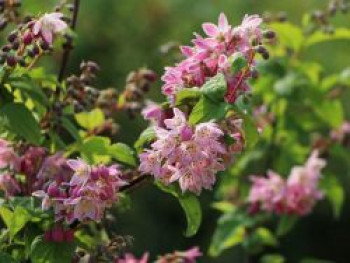 Erdbeerduft Deutzie / Sternchenstrauch 'Strawberry Field', Deutzia hybrida 'Strawberry Field', Topfware von Deutzia hybrida 'Strawberry Field'