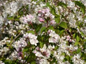 Kalmiendeutzie, 60-100 cm, Deutzia kalmiiflora, Containerware von Deutzia kalmiiflora
