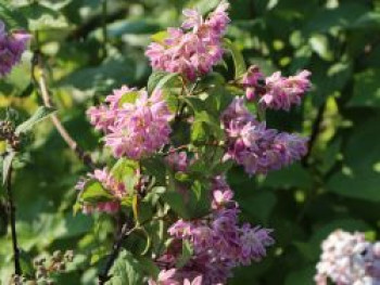 Deutzie / Sternchenstrauch 'Tourbillon Rouge', 60-80 cm, Deutzia magnifica 'Tourbillon Rouge', Containerware von Deutzia magnifica 'Tourbillon Rouge'