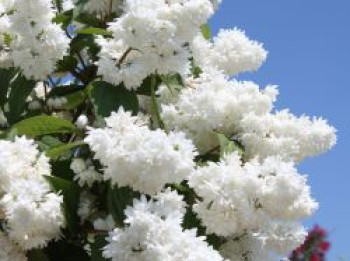 Hoher Maiblumenstrauch / Sternchen Strauch / Deutzie, 10-20 cm, Deutzia magnifica, Weichwandcontainer von Deutzia magnifica