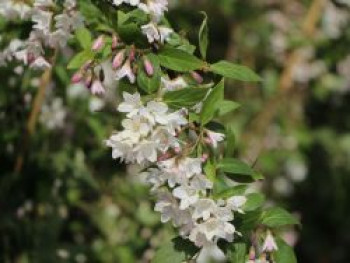 Niedriger Sternchenstrauch / Niedriger Maiblumenstrauch, 60-100 cm, Deutzia rosea, Containerware von Deutzia rosea