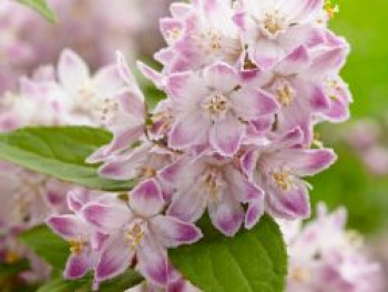 Deutzie 'Raspberry Sundae', 60-80 cm, Deutzia x hybrida 'Raspberry Sundae', Containerware Deutzie 'Raspberry Sundae', 60-80 cm, Deutzia x hybrida 'Raspberry Sundae', Containerware von Deutzia x hybrida 'Raspberry Sundae'