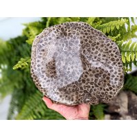 Der Heilige Gral 31" Umfang 9.5lb Geschliffener Petoskey Stein Koralle Fossil Hexagonaria Pure Michigan Lake Home Dekor Cottage Display Art von DevonianCoast