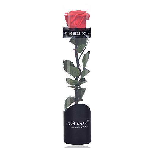 Ewige Rose Konservierte Rose, Eternal Rose, Konservierte Natürliche Rose, Konservierte Echte Rosen Geschenke für Hauptdekor Geburtstag,Hochzeit,Valentinstag,Muttertag,Jubiläum, Weihnachtstag (Rot) von VegTrug