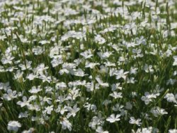 Heide-Nelke 'Albus', Dianthus deltoides 'Albus', Topfware von Dianthus deltoides 'Albus'