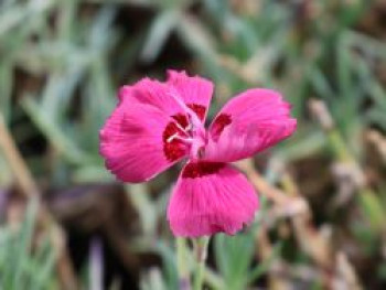 Pfingstnelke 'Rotkäppchen' ®, Dianthus gratianopolitanus 'Rotkäppchen' ®, Topfware von Dianthus gratianopolitanus 'Rotkäppchen' ®