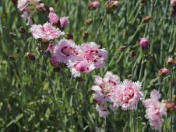 Feder-Nelke 'Ine', Dianthus plumarius 'Ine', Containerware von Dianthus plumarius 'Ine'