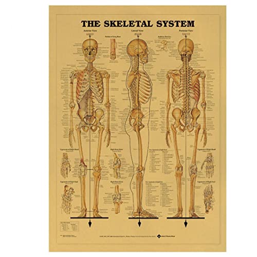 Vintage Poster Drucken Human Anatomy Referenz Abbildung Diagramm Muskulöse System Medizinische Skelett Körper Muskelwand Poster von Dianzan