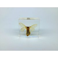 Seidenraupe in Lucite, Resin von Diaphonized