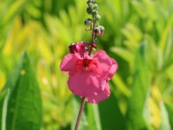 Doppelhörnchen 'Ruby Field', Diascia barberae 'Ruby Field', Topfware von Diascia barberae 'Ruby Field'