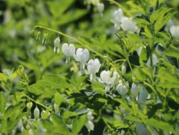 Tränendes Herz 'Alba', Dicentra spectabilis 'Alba', Containerware Tränendes Herz 'Alba', Dicentra spectabilis 'Alba', Containerware von Dicentra spectabilis 'Alba'