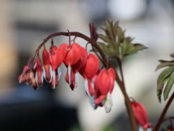 Hohe Herzblume / Tränendes Herz 'Valentine', Dicentra spectabilis 'Valentine', Topfware XL von Dicentra spectabilis 'Valentine'