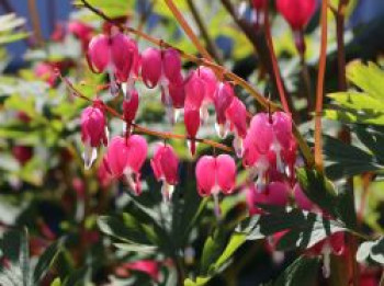Tränendes Herz / Herzblume, Dicentra spectabilis, Topfware XL von Dicentra spectabilis