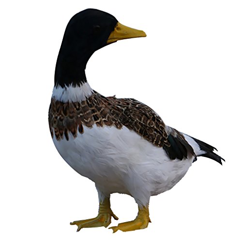 Dickly Dekofigur Als Gartendeko Vogelfigur Und Tierstatue Künstlicher Specht Gestaltet Aus Polyethylen Und Federn für Fotografie Und Schaufenster, Ente, 32x20x12cm Dickly Dekofigur Als Gartendeko Vogelfigur Und Tierstatue Künstlicher Specht Gestaltet Aus Polyethylen Und Federn für Fotografie Und Schaufenster, Ente, 32x20x12cm von Dickly