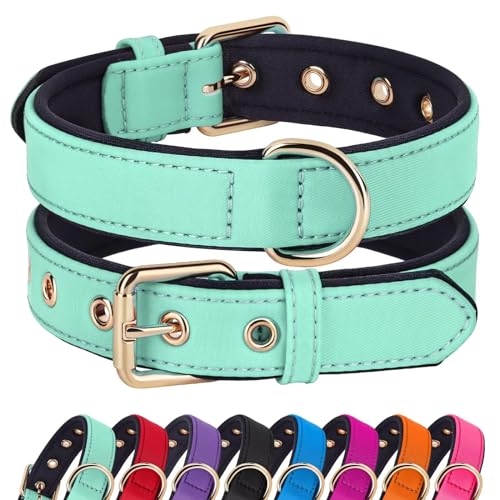 Didog Hundehalsband mit weicher Polsterung, Starke Hundehalsbänder mit Metallschnalle, leichte und atmungsaktive Hundehalsbänder für kleine Hunde,Grün,S Didog Hundehalsband mit weicher Polsterung, Starke Hundehalsbänder mit Metallschnalle, leichte und atmungsaktive Hundehalsbänder für kleine Hunde,Grün,S von Didog