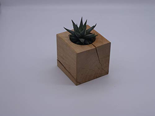 Die Gartenbeet-Kiste Pflanzwürfel Cube Blumentopf Eichenholz von Die Gartenbeet-Kiste