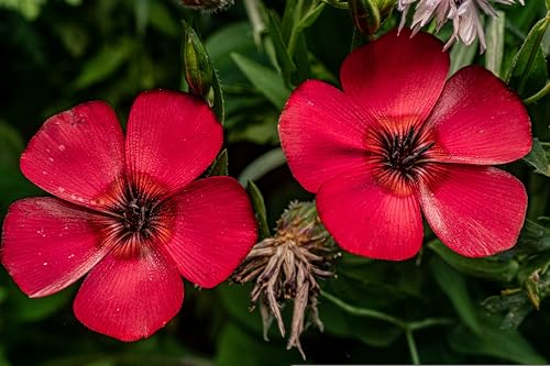 1000 Samen Roter Lein (Linum rubrum grandiflorum). Prachtlein, roter Flachs von Die Hof Oase